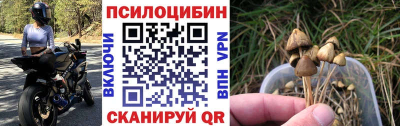 Псилоцибиновые грибы мицелий  Александровское 